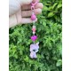 Porte clé Pet Shop Tortue – Explosion de couleurs et de tendresse